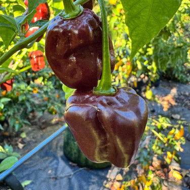 Giant Chocolate Habanero - Seeds - The Pepper Pantry (Formerly Marie Sharp's)